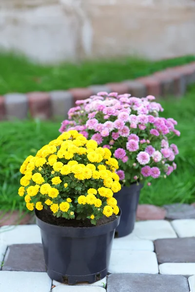 Yellow and lilac flowers in pots on garden background — Stock Photo, Image