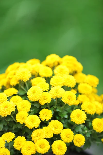 Gule blomster på grønn gressbakgrunn – stockfoto