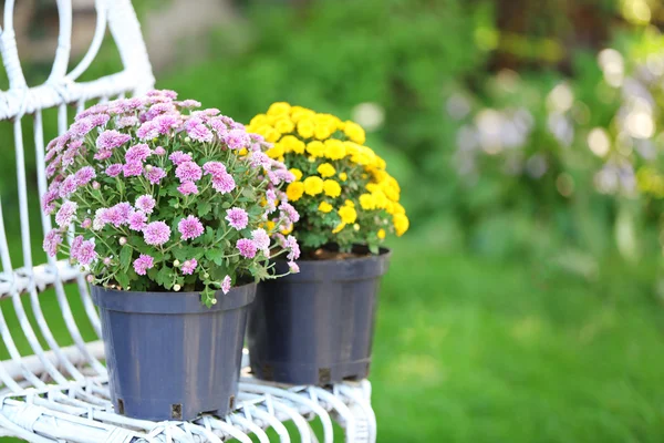 Flores amarillas y lila en macetas sobre silla de mimbre sobre fondo de jardín —  Fotos de Stock