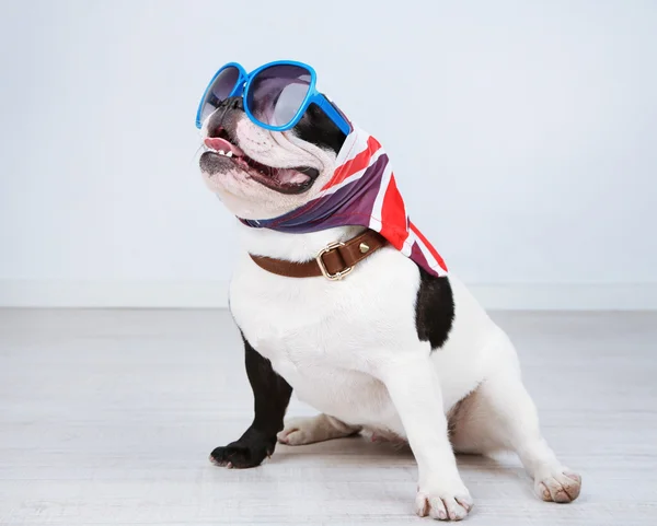 Franse bulldog met zonnebril op kamer — Stockfoto