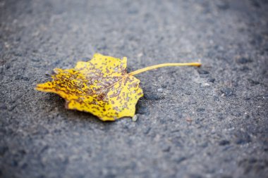 asfalt üzerinde sonbahar yaprağı