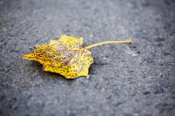 Hoja de otoño sobre asfalto —  Fotos de Stock