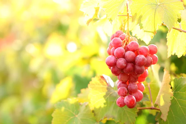 Bunches of ripe grape on plantation closeup — Stock Photo, Image