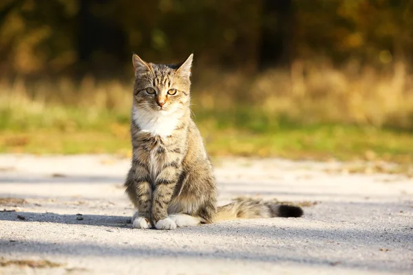 屋外の猫 — ストック写真