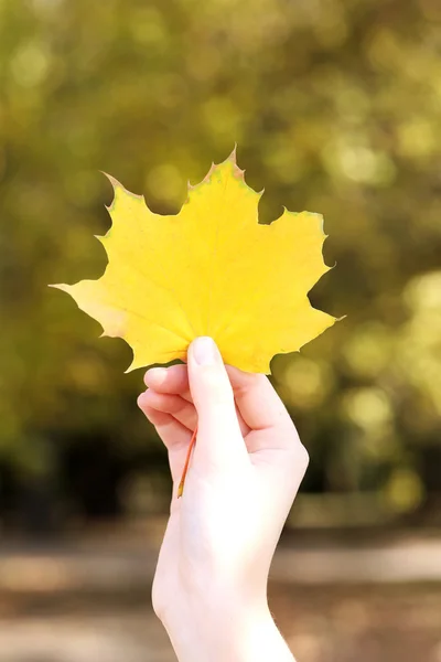 Autumn leaf in hand — Stock Photo, Image