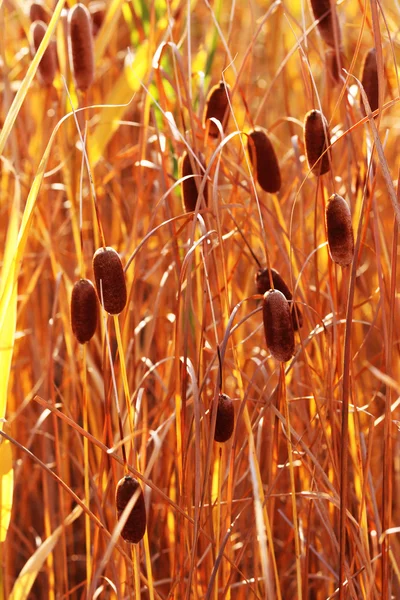 Bulrush — Stock Photo, Image