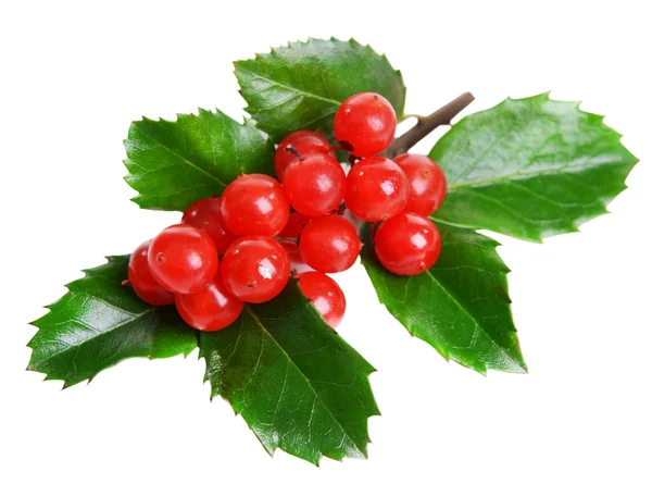 Leaves of mistletoe with berries — Stock Photo, Image