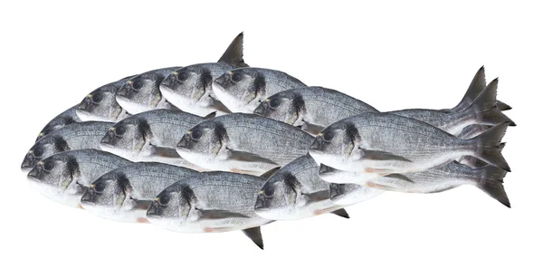Ψάρια σιλουέτα που απομονώνονται σε λευκό — Φωτογραφία Αρχείου