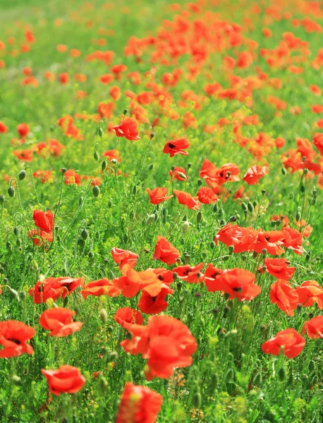 Hermosas flores de amapola — Foto de Stock