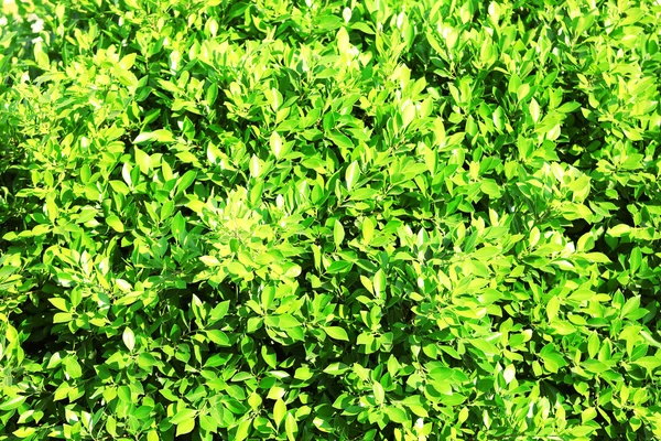 Krásné zelené keře zblízka — Stock fotografie