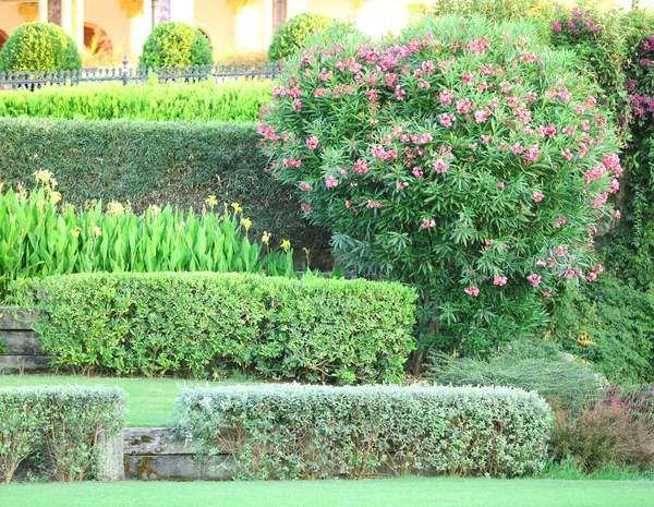 Schöne Landschaftsgestaltung im Garten — Stockfoto