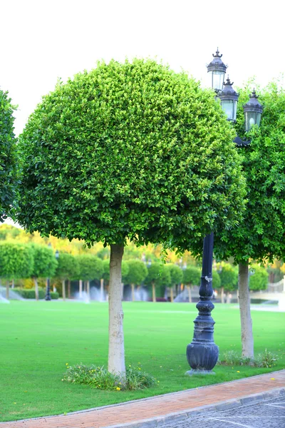 Beaux arbres dans le parc — Photo