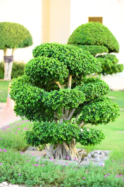 Hermoso árbol en el parque — Foto de Stock