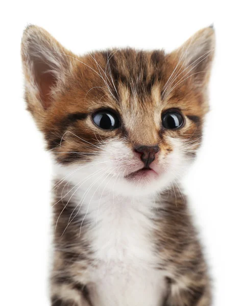 Lindo gatito, aislado en blanco — Foto de Stock