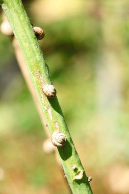 Salyangoz kabukları kök üzerinde