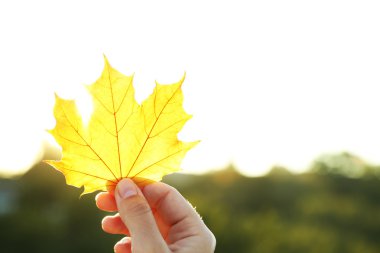 El tutma sarı akçaağaç yaprağı