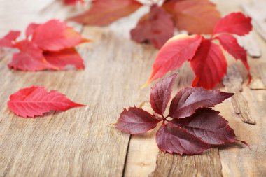 Sonbahar Yaprakları