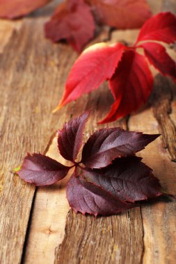 Sonbahar Yaprakları