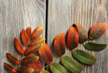 Ahşap arka planda sonbahar yaprakları