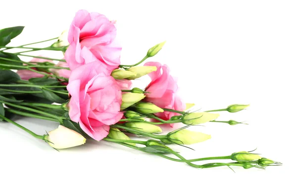Güzel eustoma çiçek — Stok fotoğraf