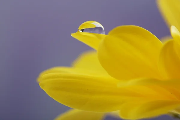 Goutte d'eau sur fleur jaune — Photo