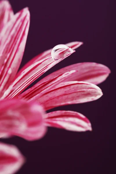 Gota de agua en flor púrpura — Foto de Stock