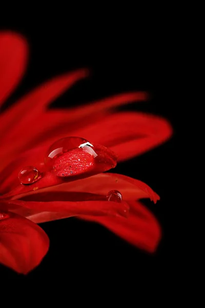 Gocce d'acqua sul fiore rosso — Foto Stock