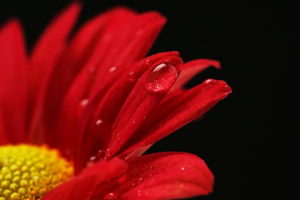 Vatten droppar på röd blomma — Stockfoto