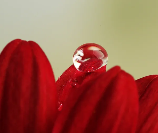 Vattendroppe på röd blomma — Stockfoto