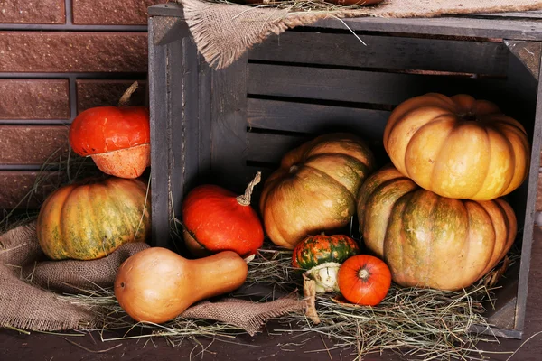 Kürbisse in Kiste — Stockfoto