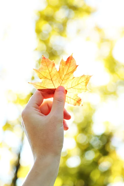Ręka gospodarstwa jesienny liść — Zdjęcie stockowe