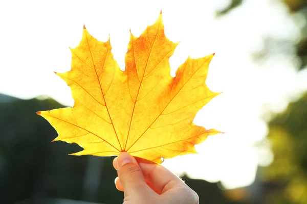 Hand holding yellow maple leaf — Stock Photo, Image