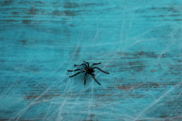 Cobweb with black spider — Stock Photo, Image