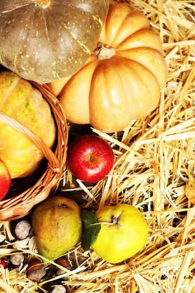 Autumn composition — Stock Photo, Image