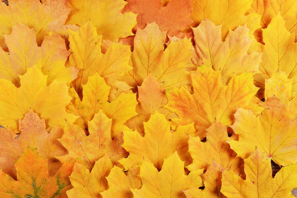 Baggrund for efterårsblade - Stock-foto