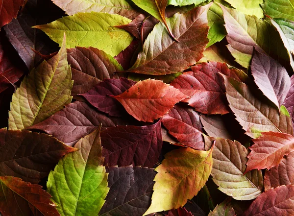 Fondo de hojas de otoño —  Fotos de Stock