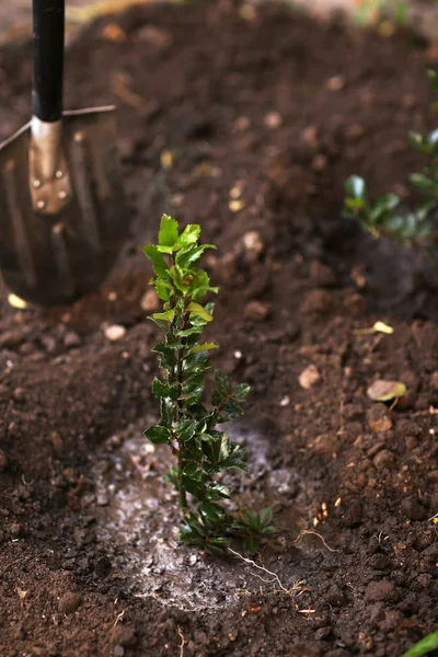 Piantagione alberi — Foto Stock