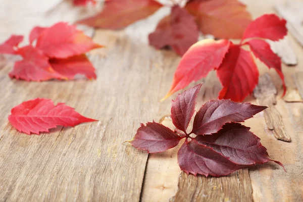 Sonbahar Yaprakları