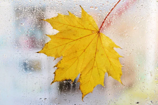 Hoja de otoño en ventana —  Fotos de Stock