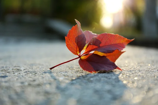 Beautiful autumn leaf — Stock Photo, Image