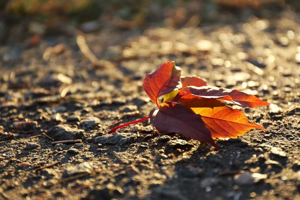 Beautiful autumn leaf — Stock Photo, Image