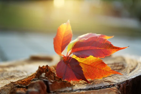 Schönes Herbstblatt — Stockfoto