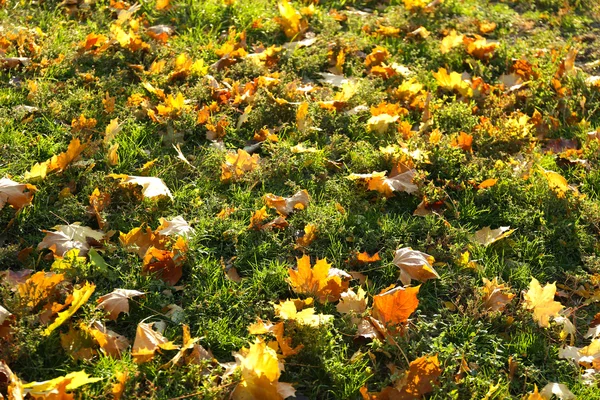 Feuilles d'automne — Photo