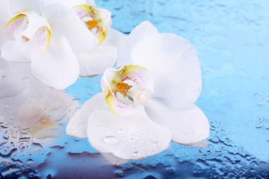 tropikal orkide çiçek