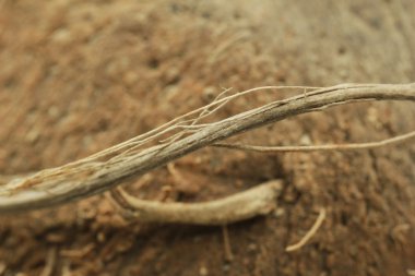 Hindistan cevizini kapat