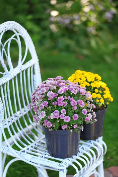 Flores amarillas y lila en macetas en silla de mimbre —  Fotos de Stock