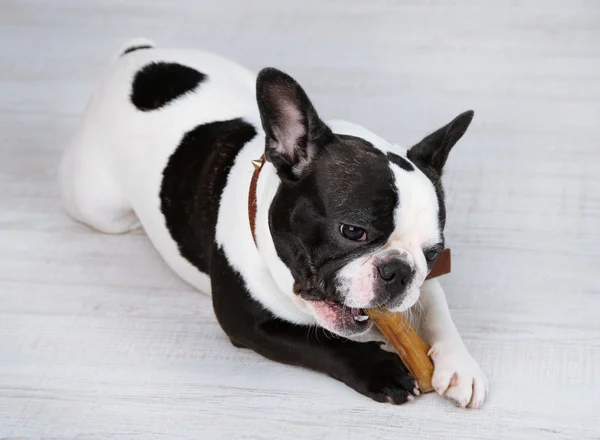 Bulldog Perancis dengan tulang — Stok Foto