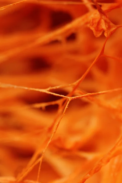 Close up of pumpkin — Stock Photo, Image