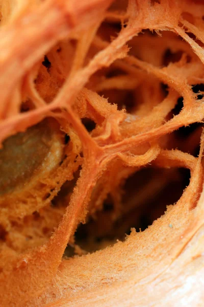 Close up of pumpkin — Stock Photo, Image