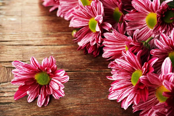 Purple chrysanthemum — Stock Photo, Image